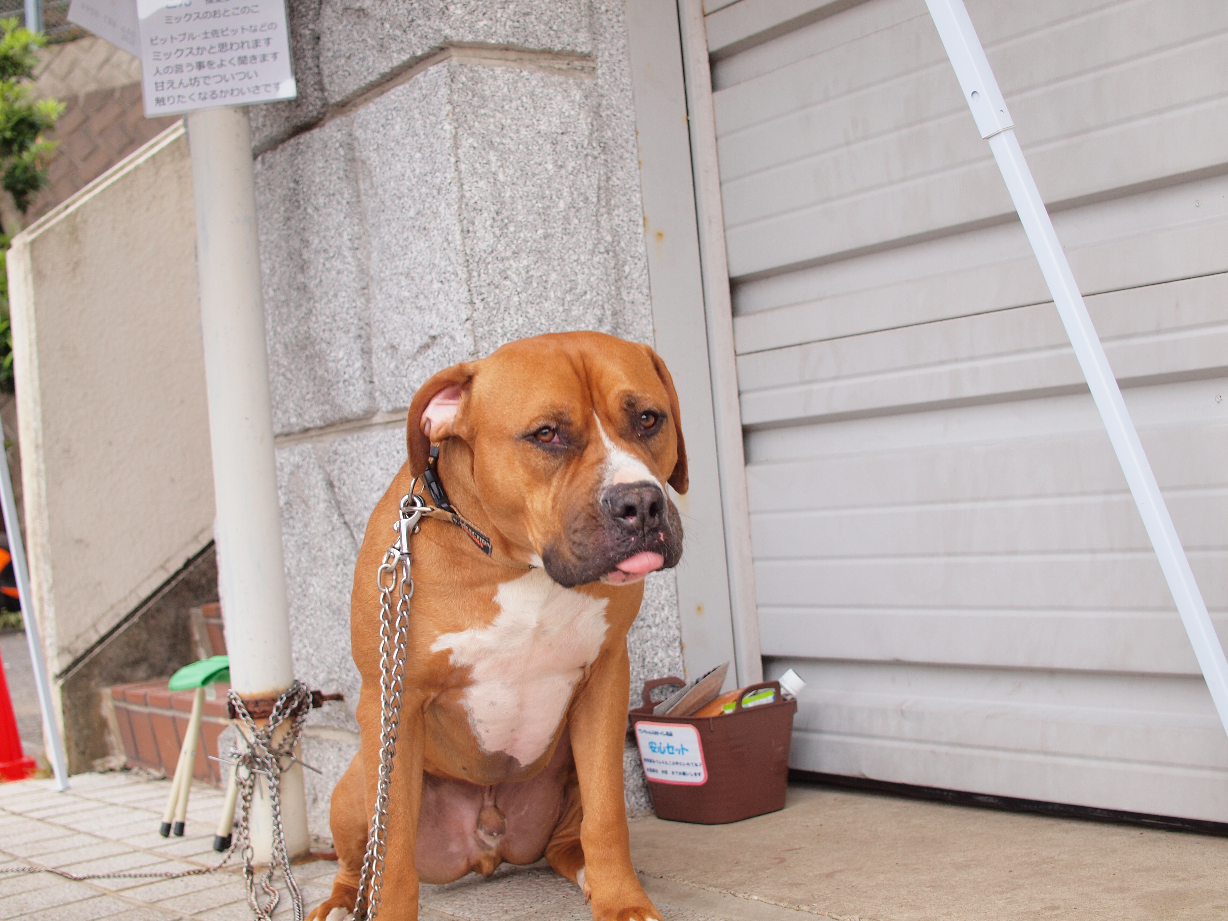 ミックス ごん 特定非営利活動法人 Kdp Kanagawa Dog Protection 神奈川ドッグプロテクション 神奈川県動物保護センター公認ボランティア