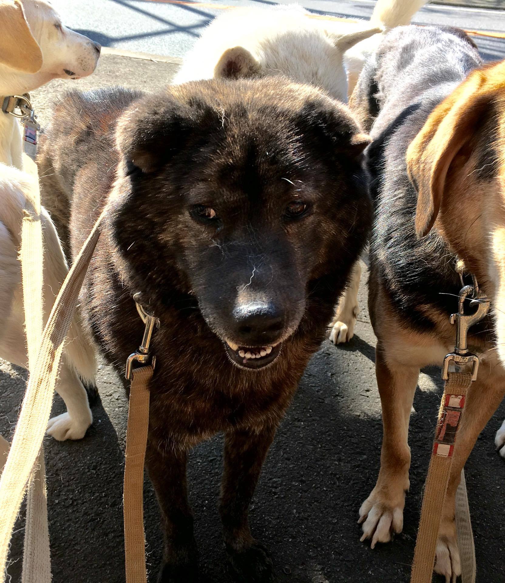 甲斐犬ミックス タツ 特定非営利活動法人 Kdp Kanagawa Dog Protection 神奈川ドッグプロテクション 神奈川県動物保護センター公認ボランティア