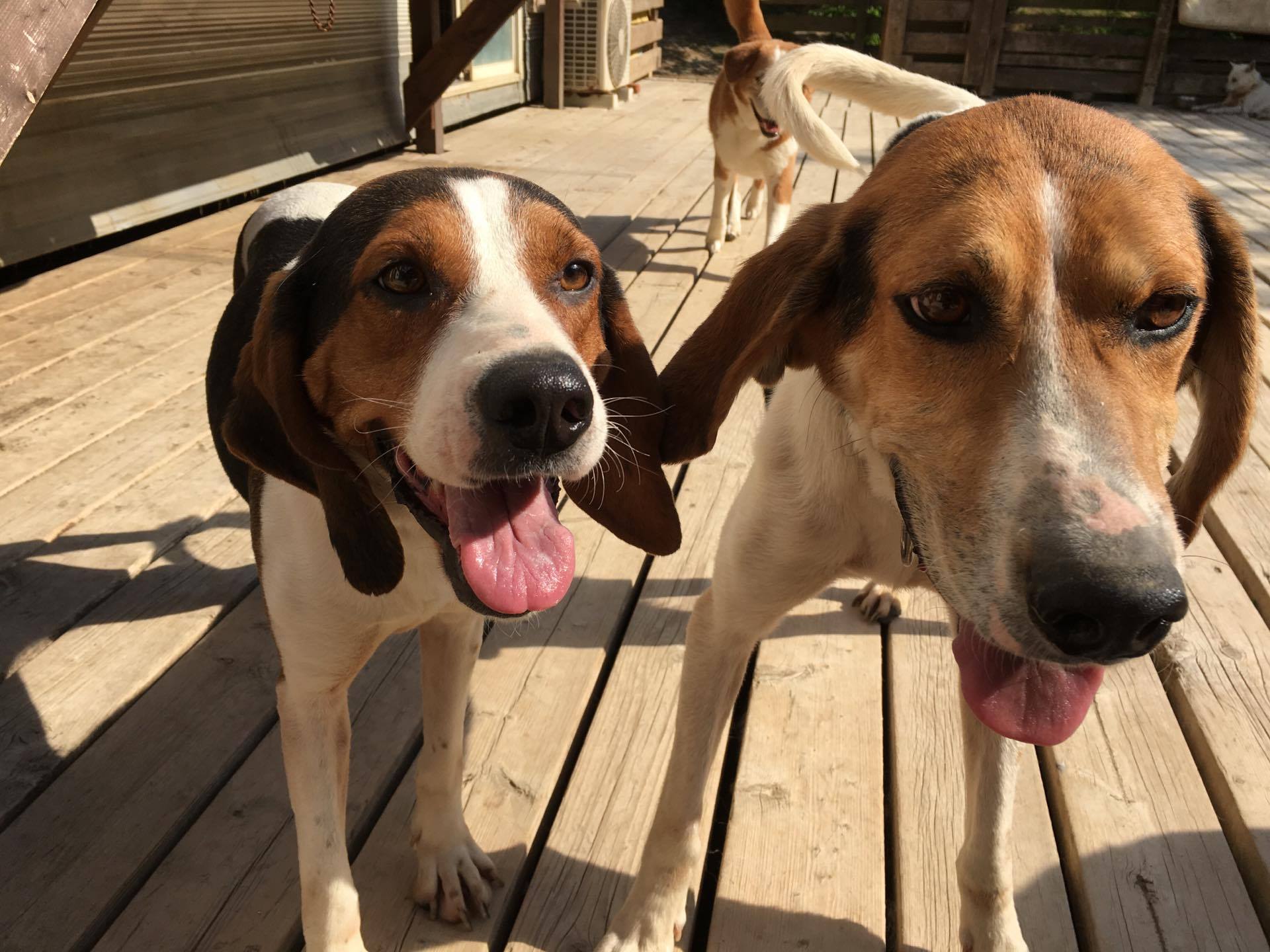 ウォーカーハウンド マリオ 特定非営利活動法人 Kdp Kanagawa Dog Protection 神奈川ドッグプロテクション 神奈川県動物保護センター公認ボランティア