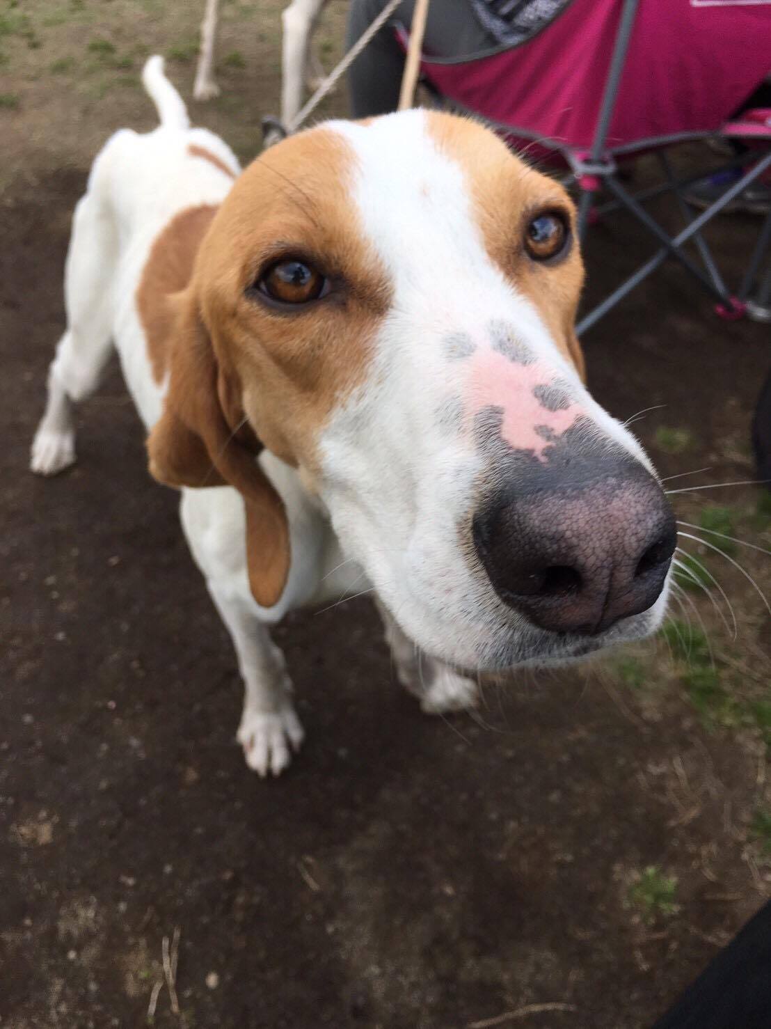 ウォーカーハウンド スーザン 特定非営利活動法人 Kdp Kanagawa Dog Protection 神奈川ドッグプロテクション 神奈川県動物保護センター公認ボランティア