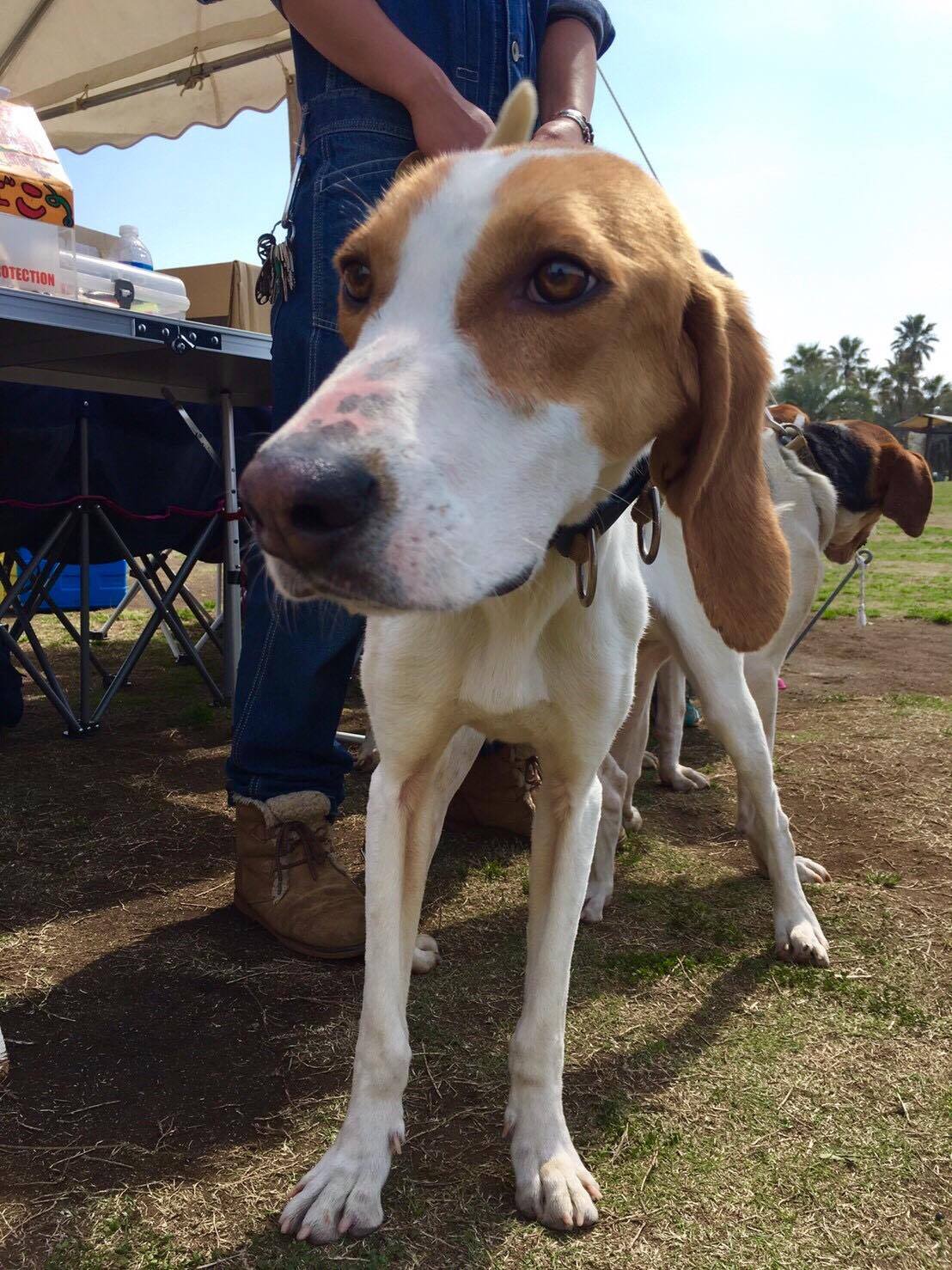 ウォーカーハウンド スーザン 特定非営利活動法人 Kdp Kanagawa Dog Protection 神奈川ドッグプロテクション 神奈川県動物保護センター公認ボランティア