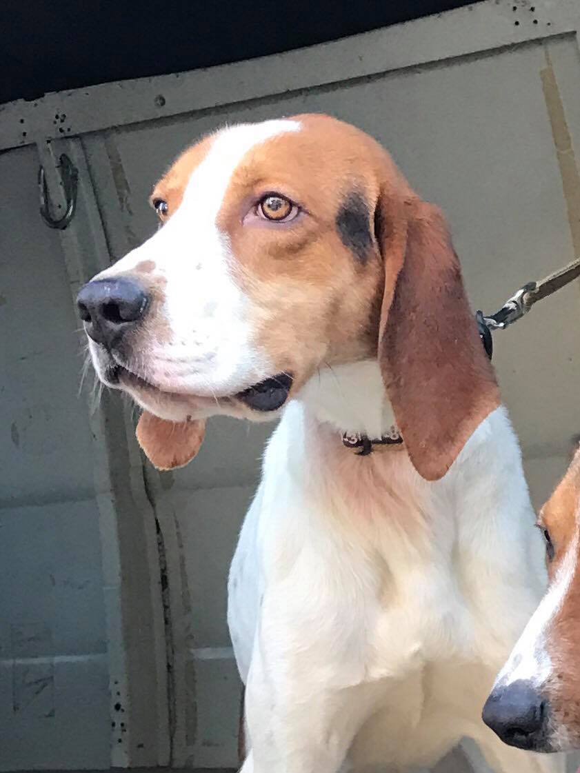 ハウンド系 フランクリン父 特定非営利活動法人 Kdp Kanagawa Dog Protection 神奈川ドッグプロテクション 神奈川県動物保護センター公認ボランティア