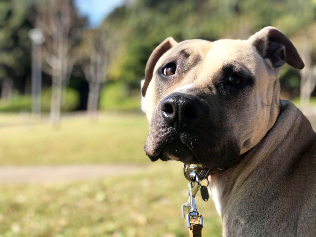 土佐ピット 未来 みくる 特定非営利活動法人 Kdp Kanagawa Dog Protection 神奈川ドッグプロテクション 神奈川県動物保護センター公認ボランティア