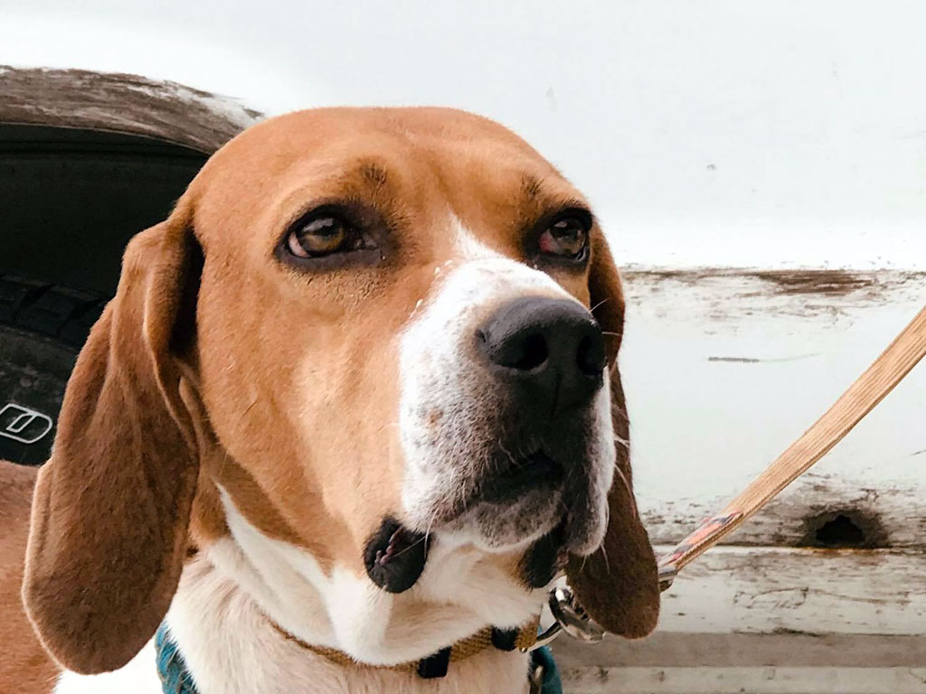 ウォーカーハウンド モグラくん 特定非営利活動法人 Kdp Kanagawa Dog Protection 神奈川ドッグプロテクション 神奈川県動物保護センター公認ボランティア